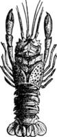 hummer fossil, årgång illustration. vektor