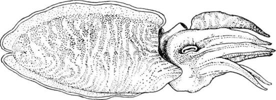 die seitenansicht von sepia officinalis tintenfischen, vintage illustration. vektor