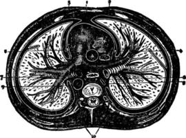 Thorax, Vintage-Illustration. vektor