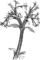 blommande, gren, Fedia, ymnighetshorn, blommor, kluster årgång illustration. vektor