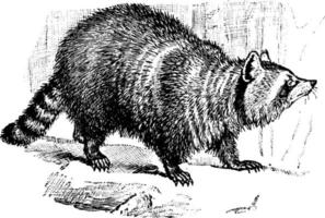 Waschbär, Vintage Illustration. vektor