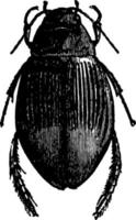 weibliche dyticus marginalis vintage illustration. vektor