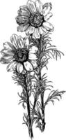 adonis vernalis vintage illustration. vektor