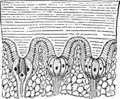 limulus, årgång illustration. vektor