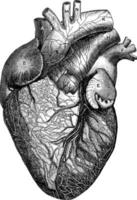 främre se av de hjärta, årgång illustration. vektor