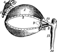 öga muskler, årgång illustration. vektor