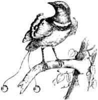 Paradiesvogel, Vintage Illustration. vektor