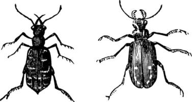 tiger skalbaggar, årgång illustration. vektor