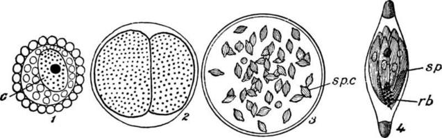 liv historia av monocystis monocystis, årgång illustration. vektor