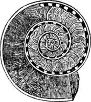 ammonit eller ammoniter obtusus, årgång illustration. vektor