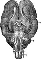 bas av hjärna av en häst årgång illustration. vektor