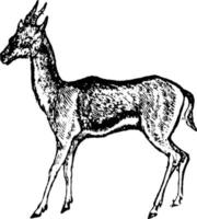Gazelle, Vintage-Illustration. vektor