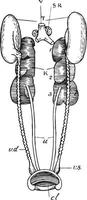 männliche taube urogenitalorgane, vintage illustration vektor