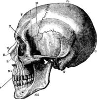 Seitenansicht des Schädels, Vintage Illustration vektor