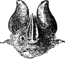 phyllostoma elongatum, årgång illustration. vektor