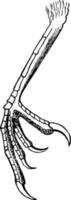 scutellate laminiplanterare tarsus av en katt fågel årgång illustration. vektor