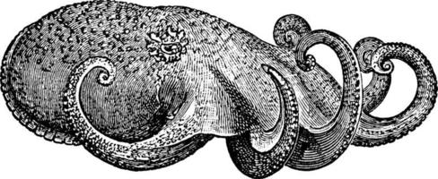 bläckfisk, årgång illustration. vektor