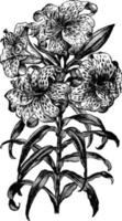 lilium auratum årgång illustration. vektor