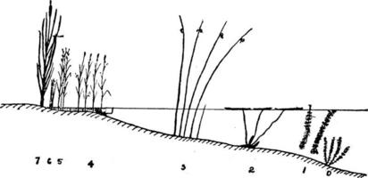 växt zoner, årgång illustration. vektor