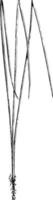 Longleaf Pinus Palustris Mill.. Zwei bis Drittel natürliche Größe. Blattbündel. Vintage-Illustration. vektor