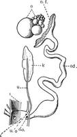 kvinna fågel genital organ, årgång illustration vektor