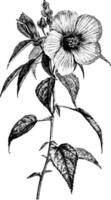 blommande gren av hibiskus roseus årgång illustration. vektor