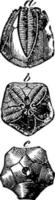 pentremiter florealis, årgång illustration vektor