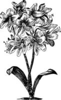 griffinia blumenavia årgång illustration. vektor