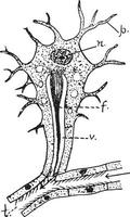 flamma cell, årgång illustration vektor