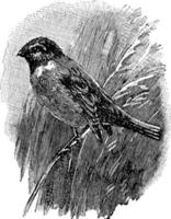 Cirl Ammer oder Emberiza Cirlus, Vintage Illustration vektor