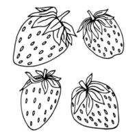 Erdbeere handgezeichnete Vektorillustration. Erdbeeren skizzieren. Vektor-Illustration. Schwarz und weiß. vektor