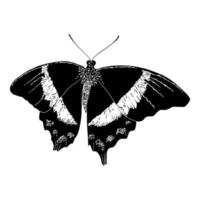 schmetterling-silhouette-illustration. isoliert auf weißem Hintergrund. vektor