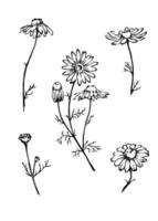 Kamillenblütenvektor botanische Illustration. Schwarz-Weiß-Umrisszeichnung. Blumenmuster-Elemente gesetzt. vektor