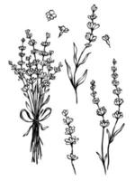 lavendelblumenstrauß schwarz-weiß botanische illustration. handgezeichneter Vektor-Lavendelblumen-Satz von Gesign-Elementen. vektor