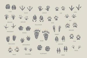 Sammlung von Leitfäden für Tierabdrücke. handgezeichnete Vektorgrafik mit Texturen