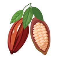 Kakao-Frucht-Symbol-Cartoon-Vektor. Kakaobohne vektor