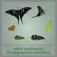 Zebra-Schwalbenschwanz-Schmetterling vektor