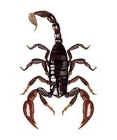 scorpion farlig insekt vektor