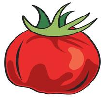 frische tomate rotes gemüse vektor
