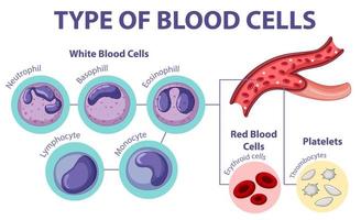 Art der Blutzellen vektor