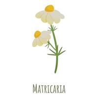 Matricaria Kamille-Symbol, Cartoon-Stil vektor