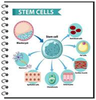 mänskliga stamcellstillämpningar vektor