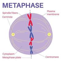 metafas är en skede av mitos i de eukaryot cell cykel. vektor