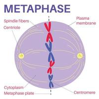 Metaphase ist ein Stadium der Mitose im eukaryotischen Zellzyklus. vektor