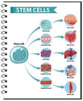 Illustration der Anwendungen menschlicher Stammzellen vektor
