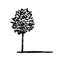hand dragen bok träd skiss. vektor bok träd miniatyr- isolerat