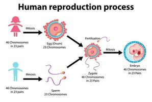 Reproduktionsprozess der menschlichen Infografik vektor