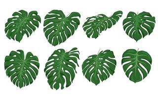 monstera leaf set, gröna element vektor