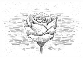 Freie Hand gezeichnete Vektor Rose