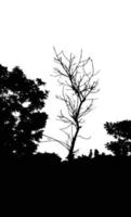 waldlandschaftssilhouette, mit dem toten baum ohne blattillustrationen. Natur-Silhouette-Clipart. vektor